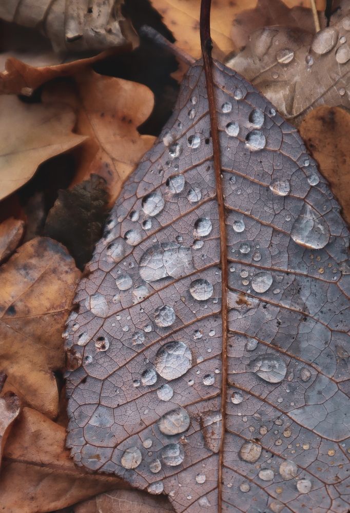 Photograph by Anastasia Kopylova