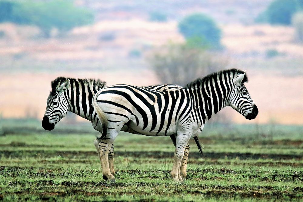 Photograph by John Wassenaar