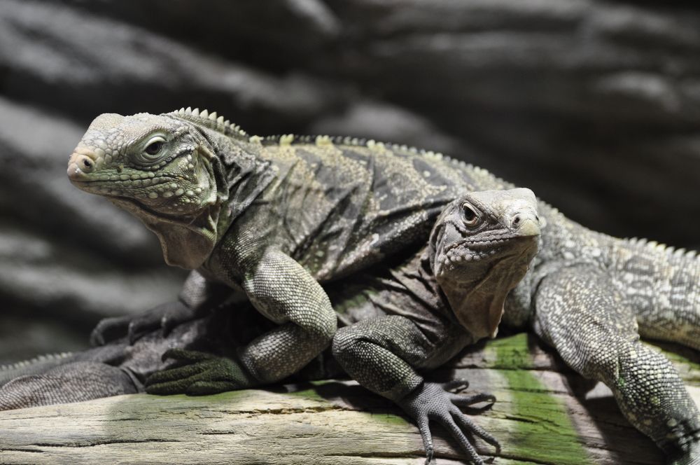 Photograph by Григорий Ошеров