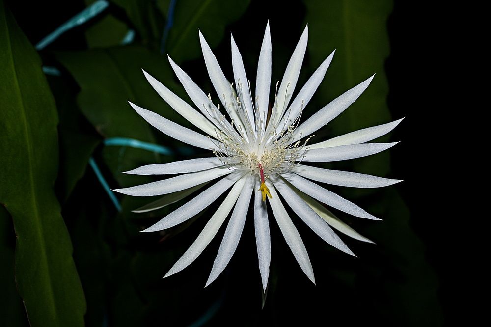 Photograph by har yono