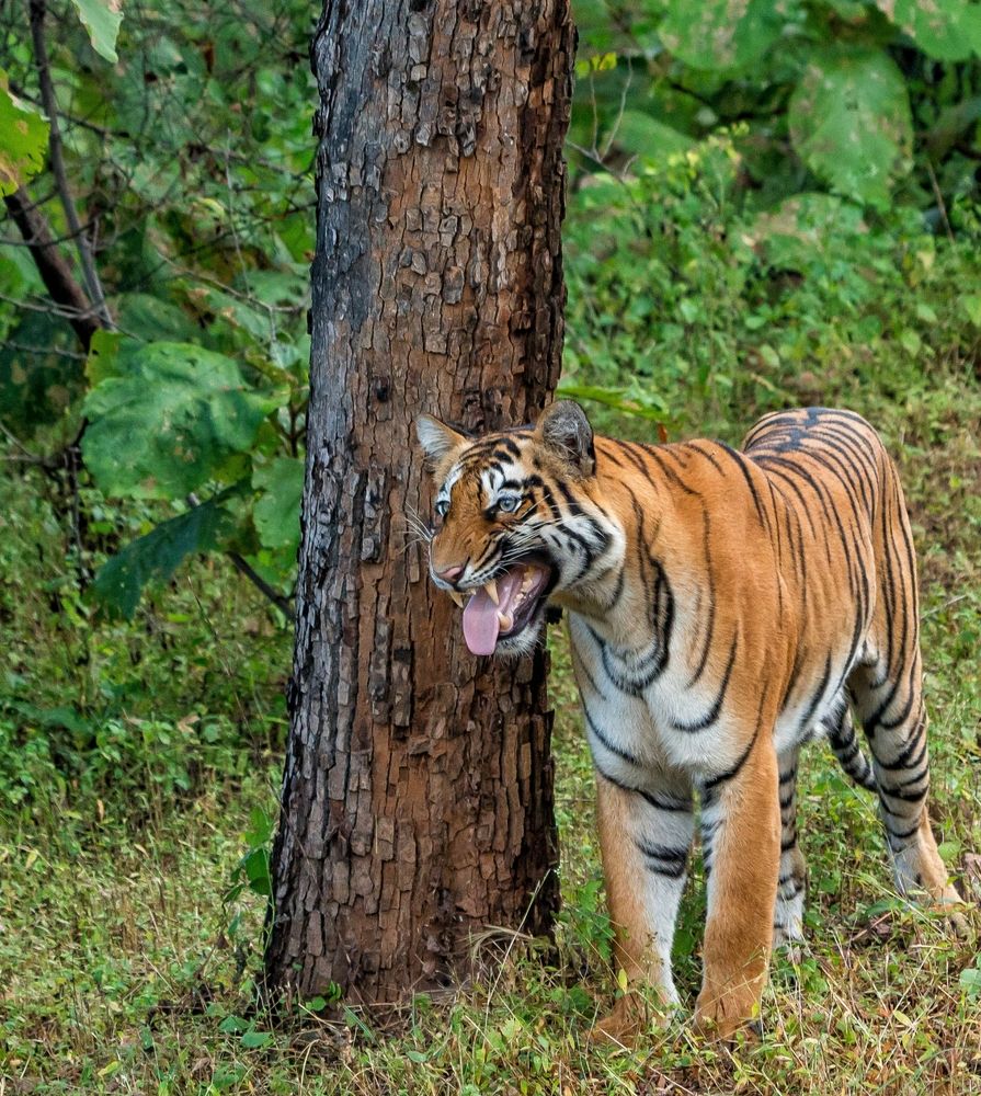 Фотография автора Purushothma KS