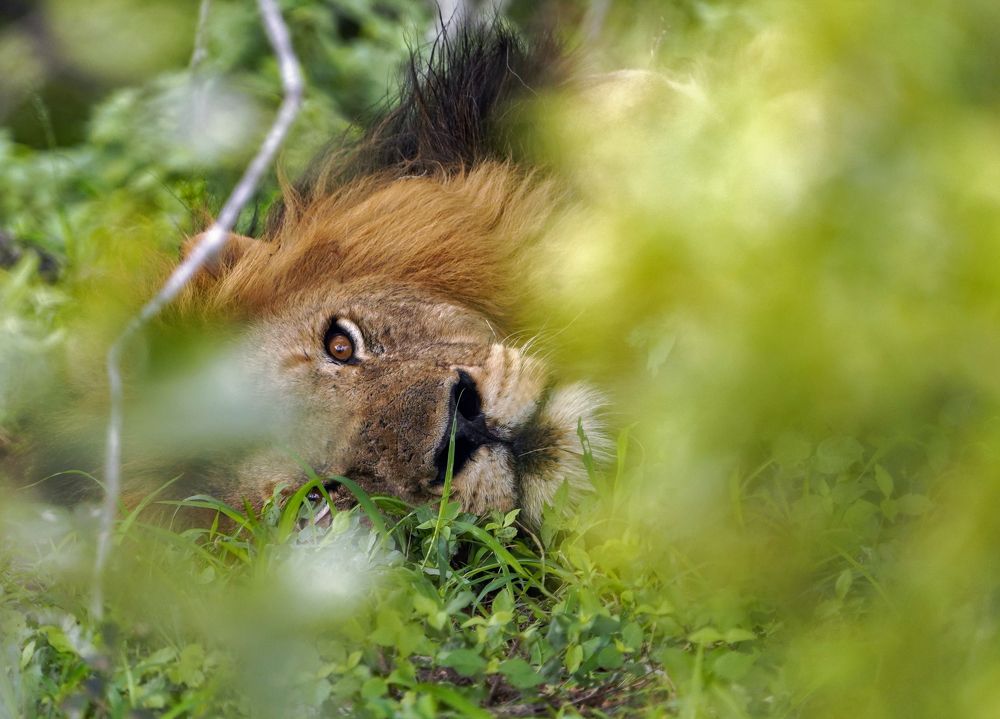 Отдых в саване