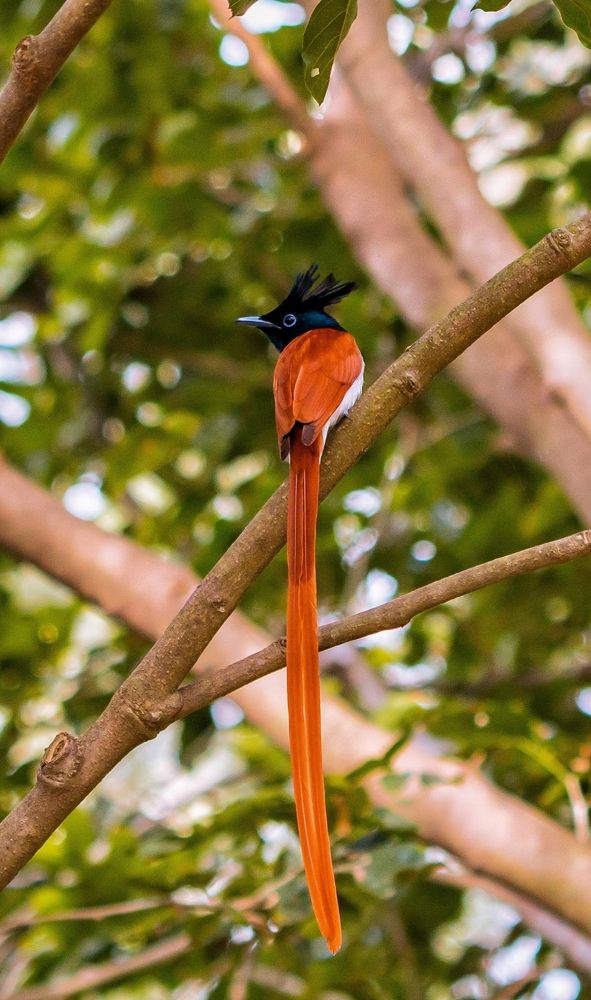 Фотография автора Purushothma KS