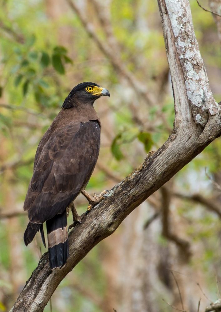 Фотография автора Purushothma KS