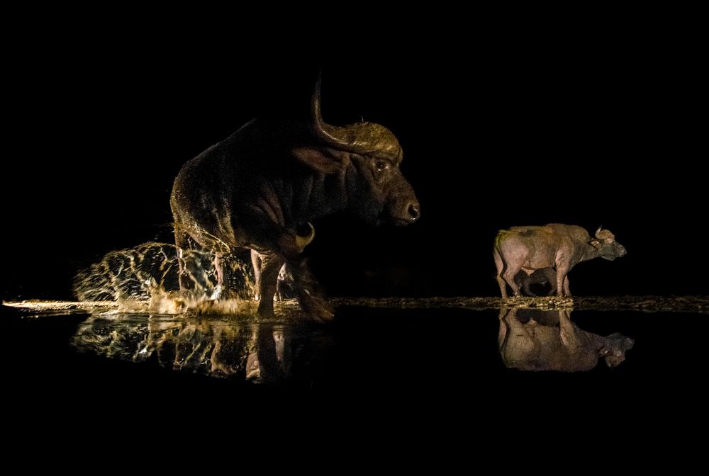 Фотография автора Debabrata Bagchi