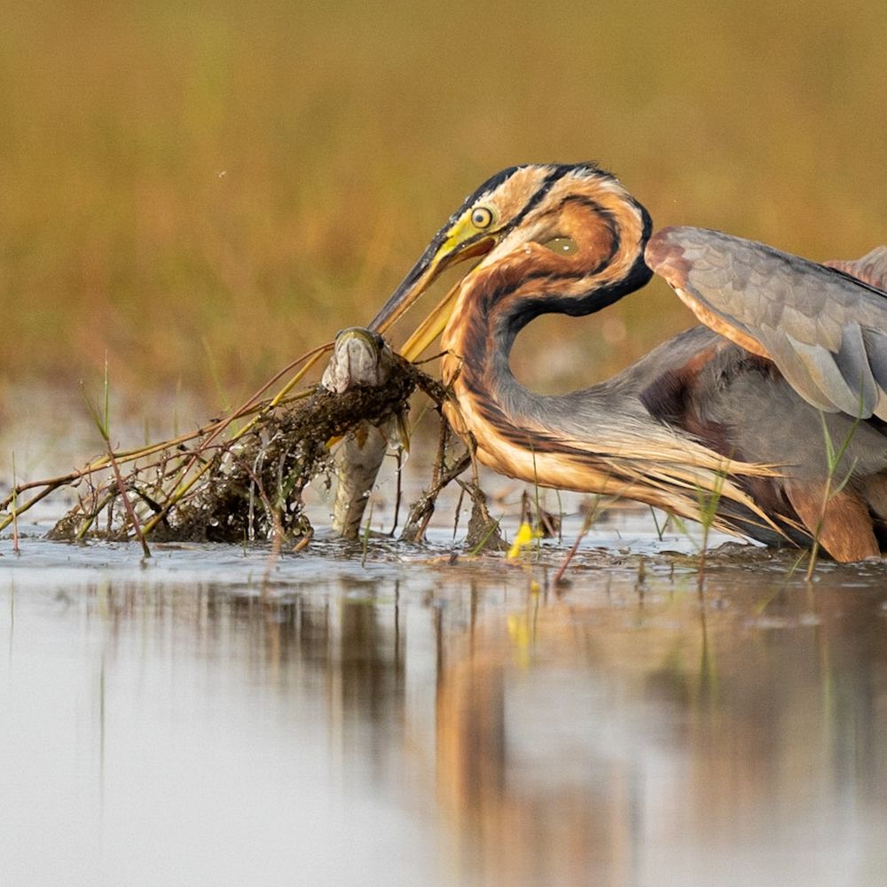 Фотография автора Debabrata Bagchi