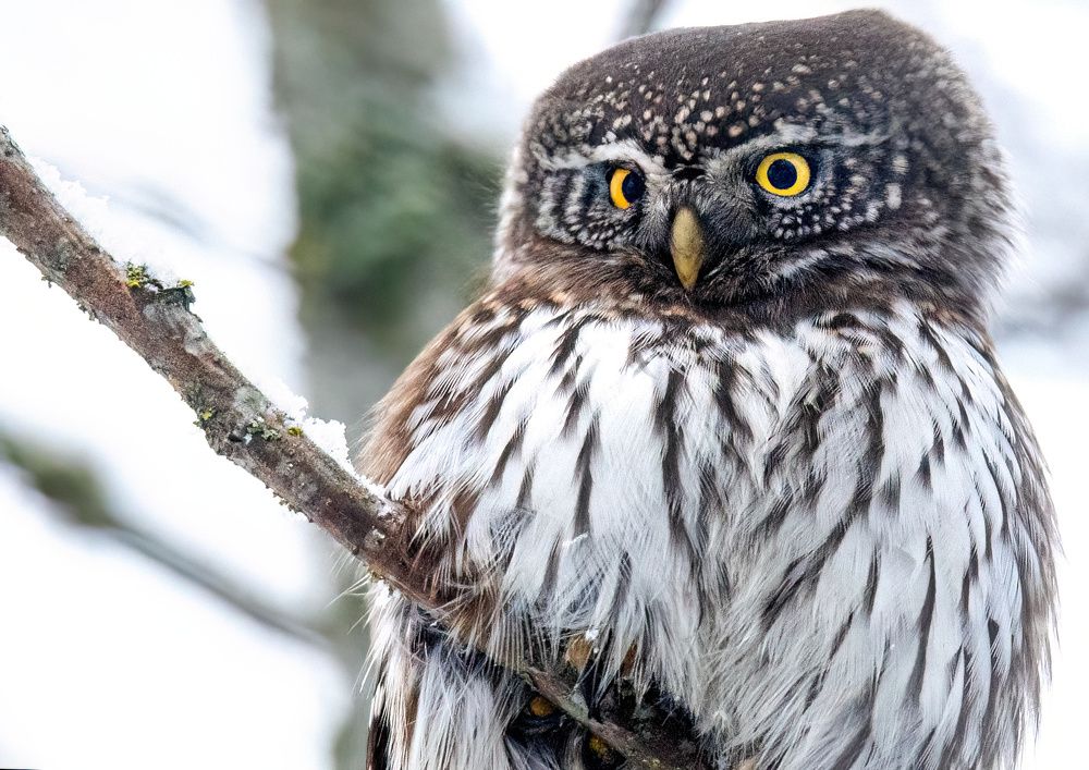 Photograph by Михаил Тиханович