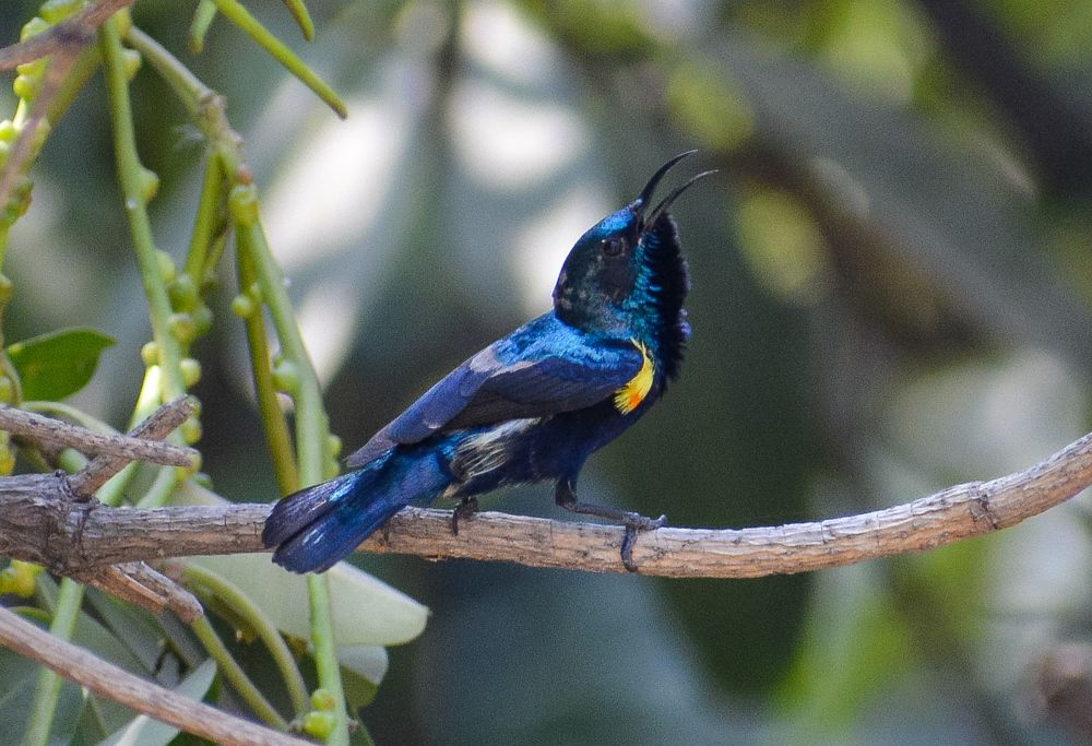 Purple Sunbird