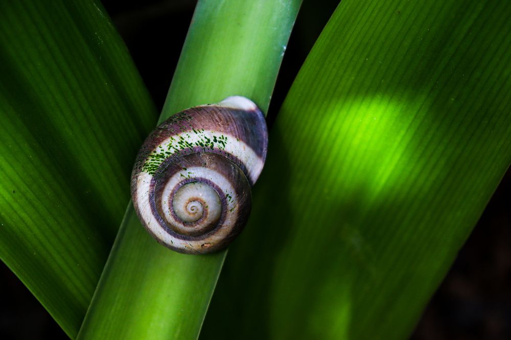 Photograph by Janith Prasanna J.P.