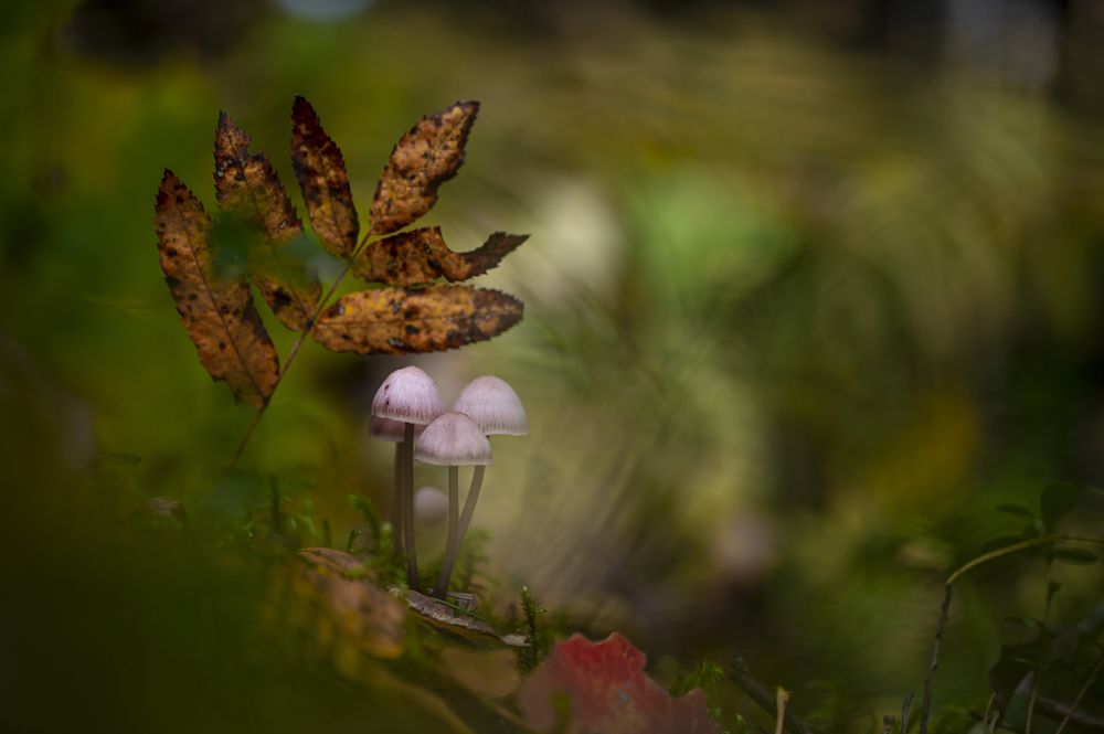 Photograph by Sergei Troitski