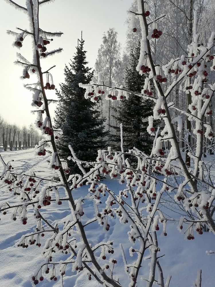 Зимний лес...