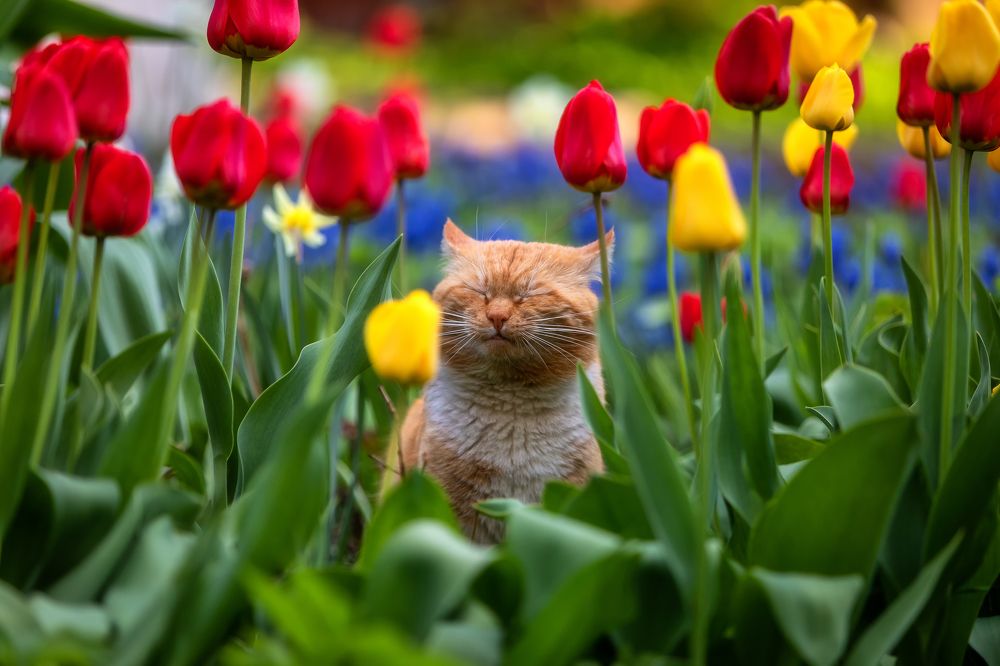 Как же хорош, аромат тюльпанов.