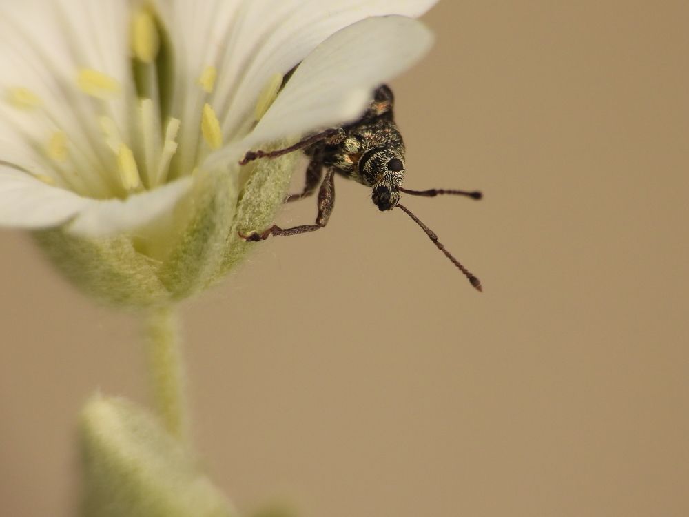 Цветочный слоник