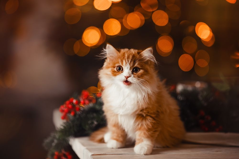 Photograph by Наталья Шкроб