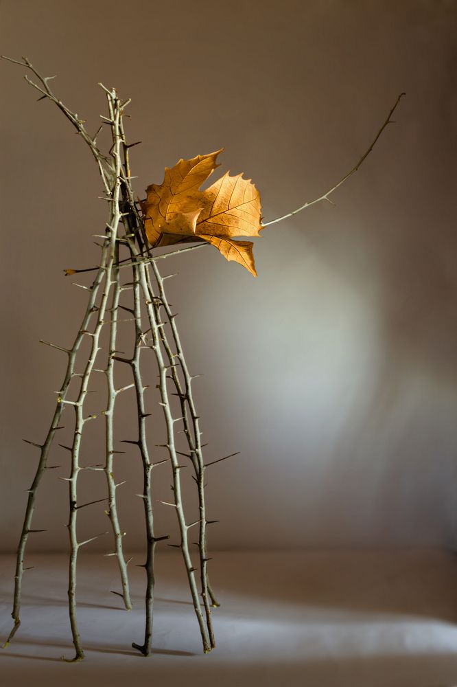 Колючесть обыкновенная