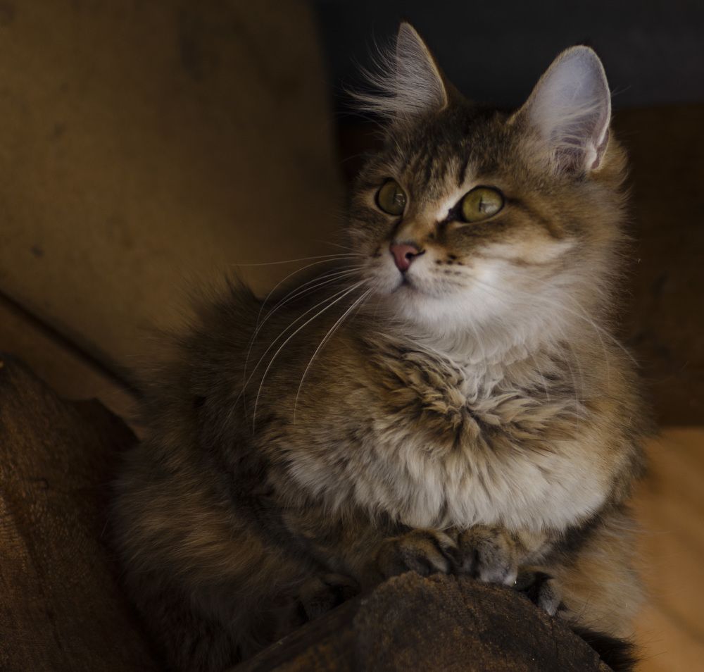 Photograph by Эльвира Быкова