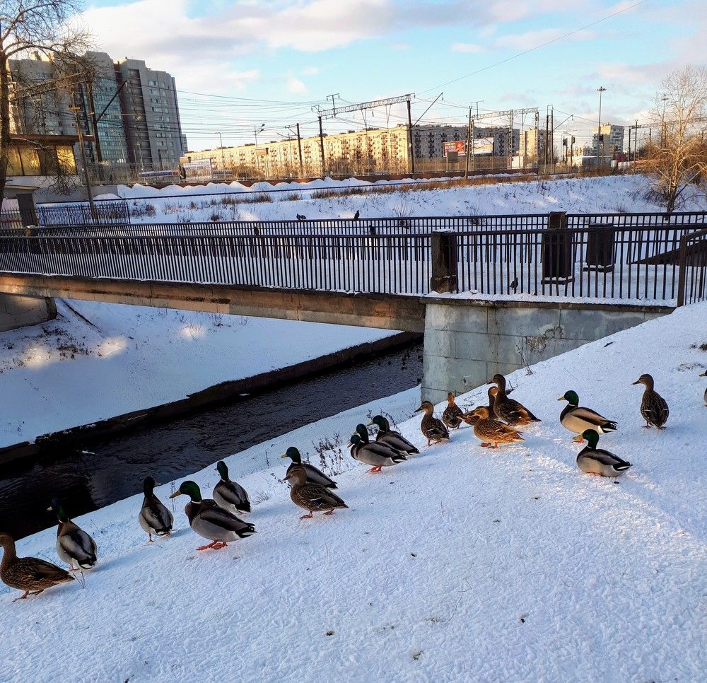 Photograph by Людмила Ковалева