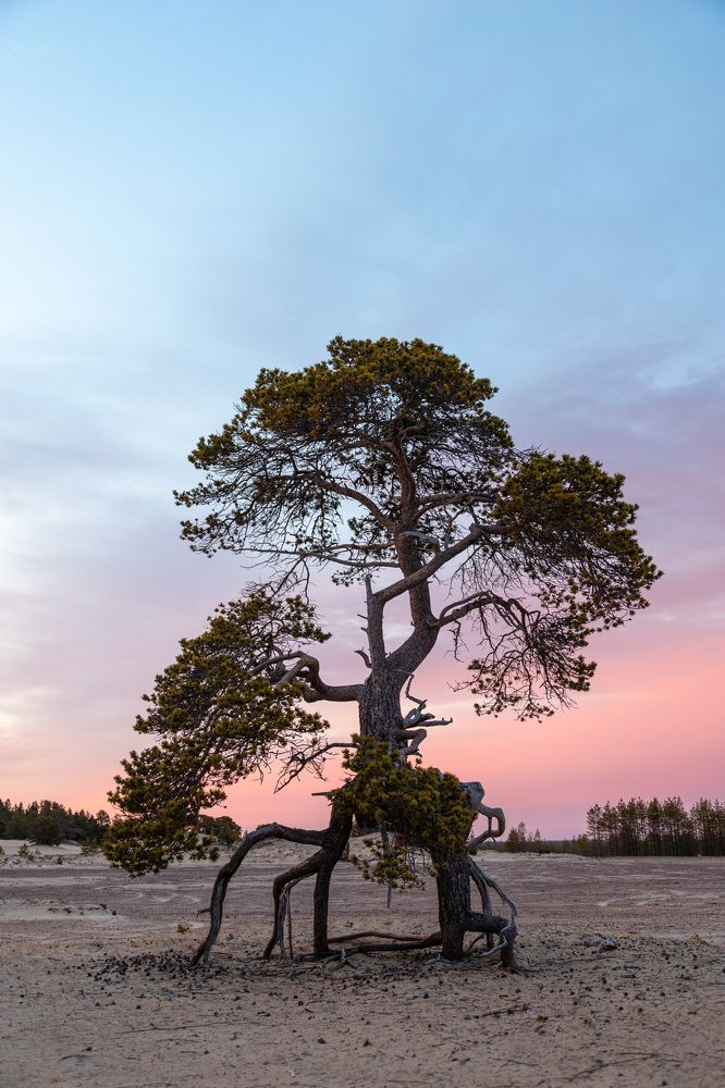 Фотография автора Андрей Русских