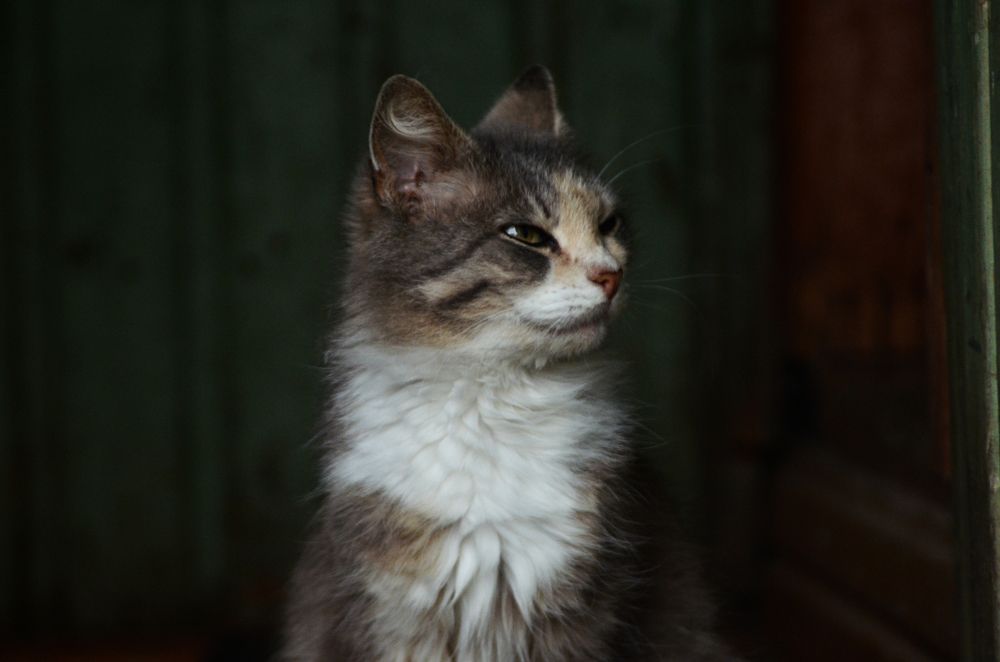 Photograph by Мария Сибирцева