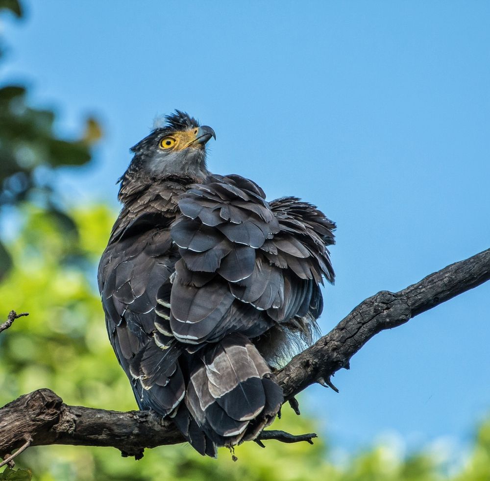 Фотография автора Purushothma KS