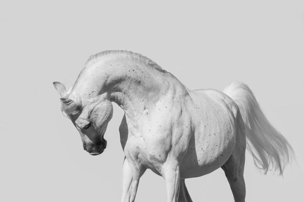 Maurice Bejart Tersk