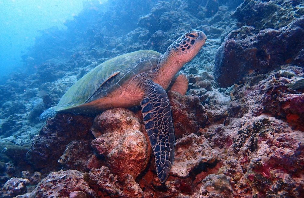 Photograph by Банген Лиля