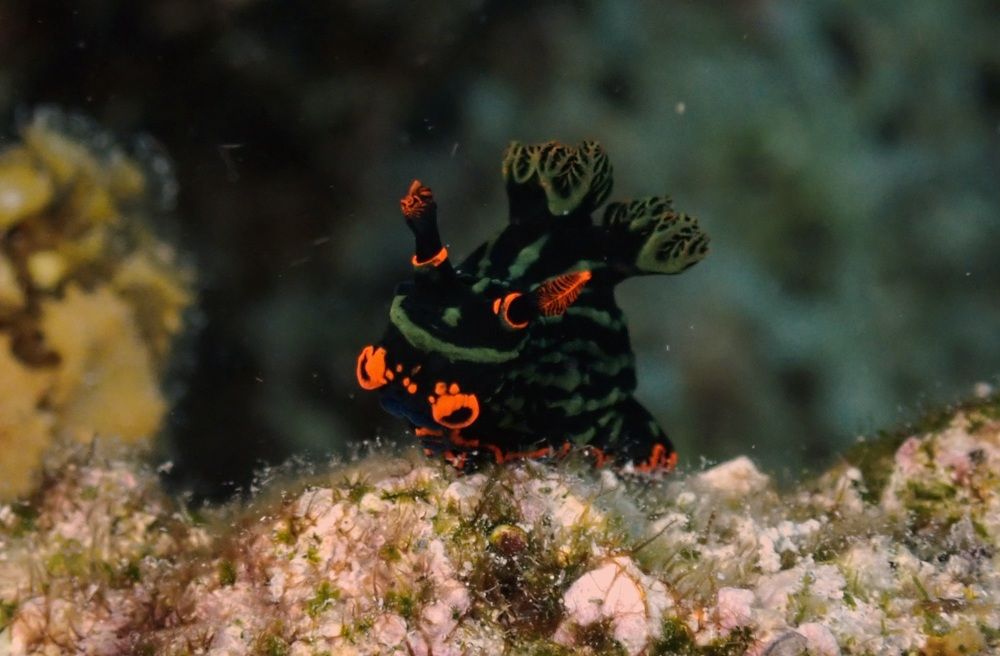 Photograph by Банген Лиля