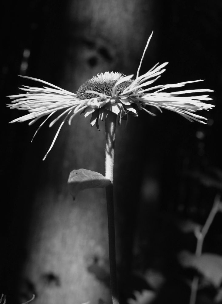 Photograph by Irina Volkova