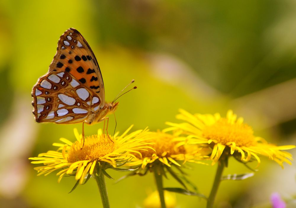 Photograph by Чепленко Алексей