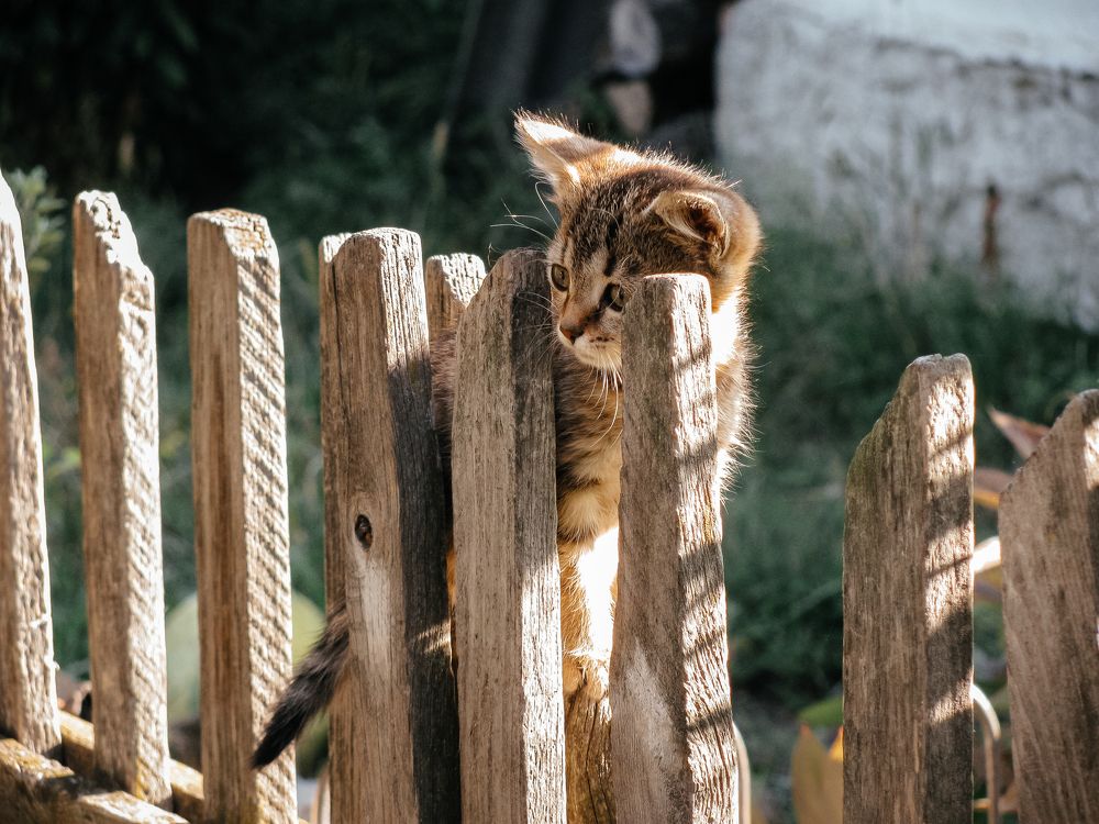 Фотография автора Воробьёв Андрей