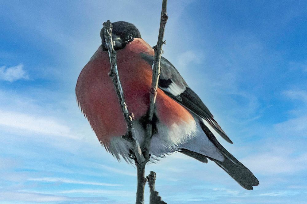 Photograph by Людмила Крышковец