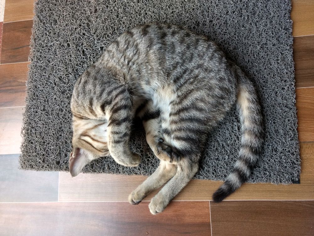 Photograph by Subrota Roy