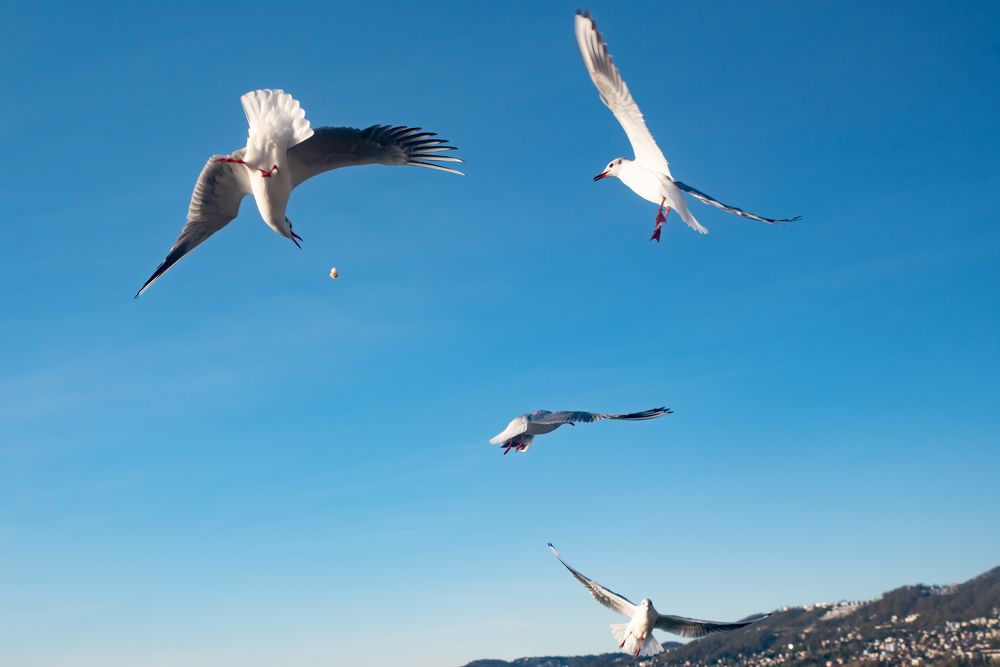 Photograph by Всеволод