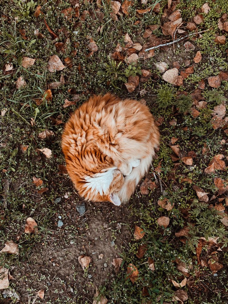 Photograph by Александра Шабаева
