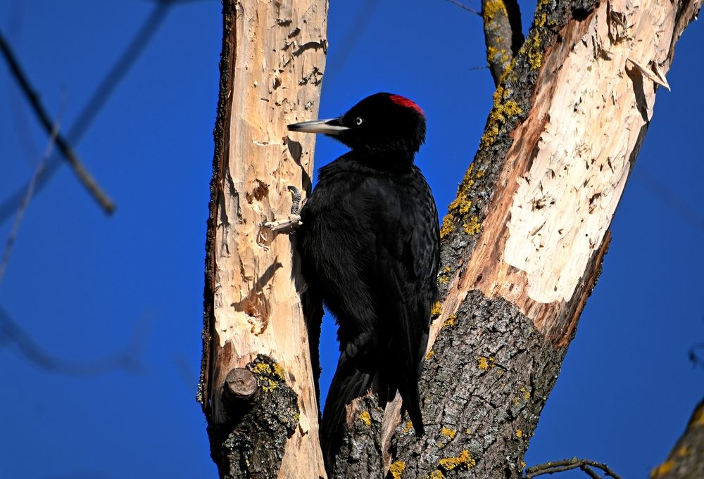 Photograph by Алексей Гордеев