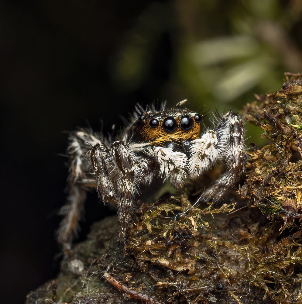 Menemerus bivittatus