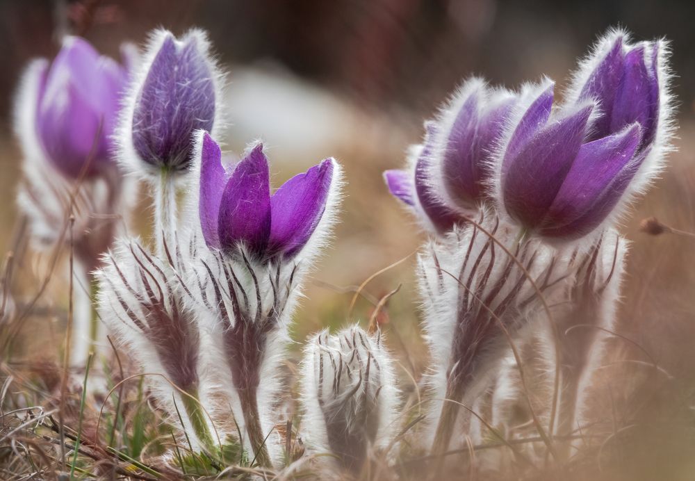 Цветы Крыма