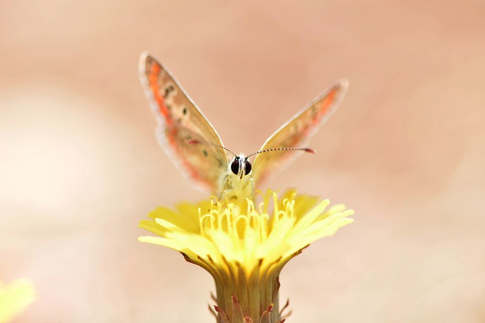 Photograph by Bilyana Dyankova