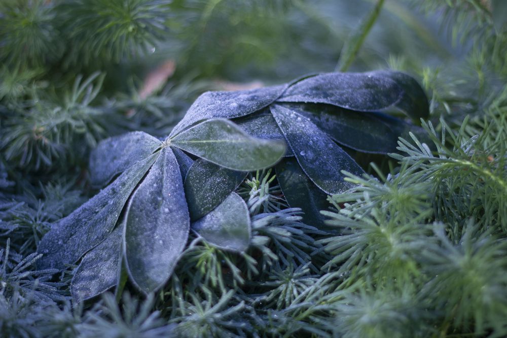 Photograph by Ирина Рыжова