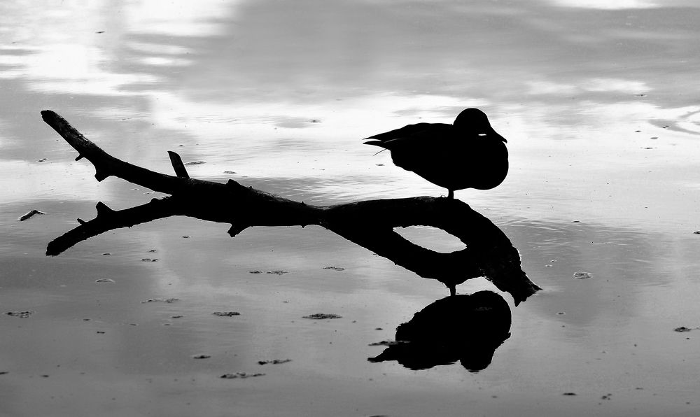 Фотография автора Антип