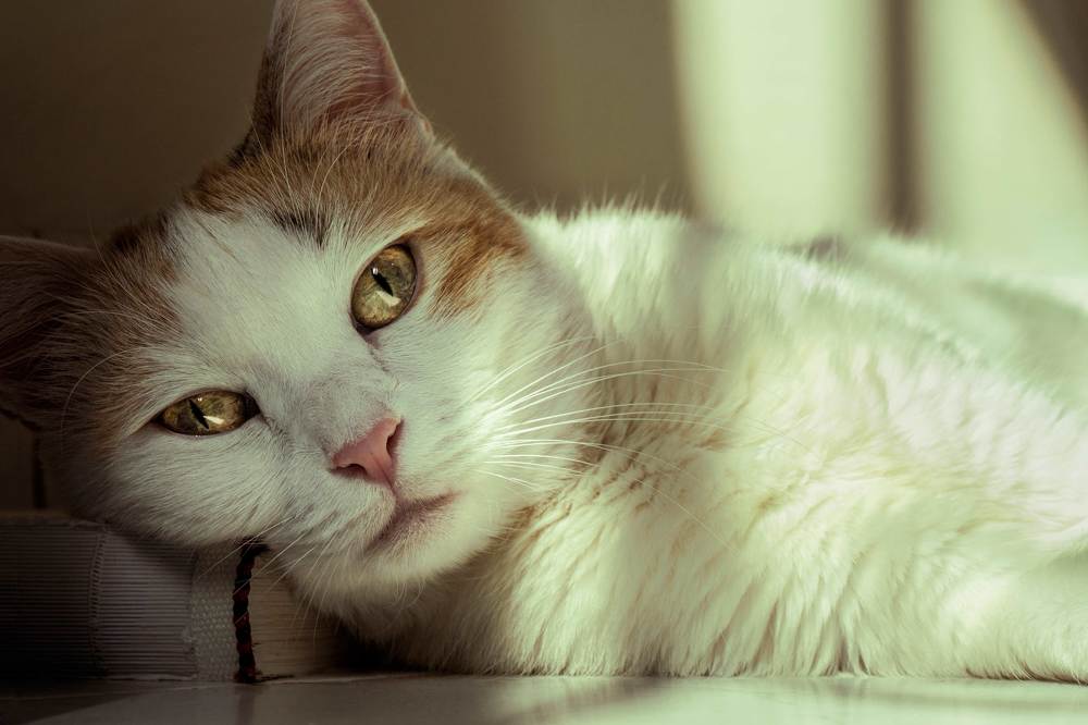 Photograph by Iman Barin