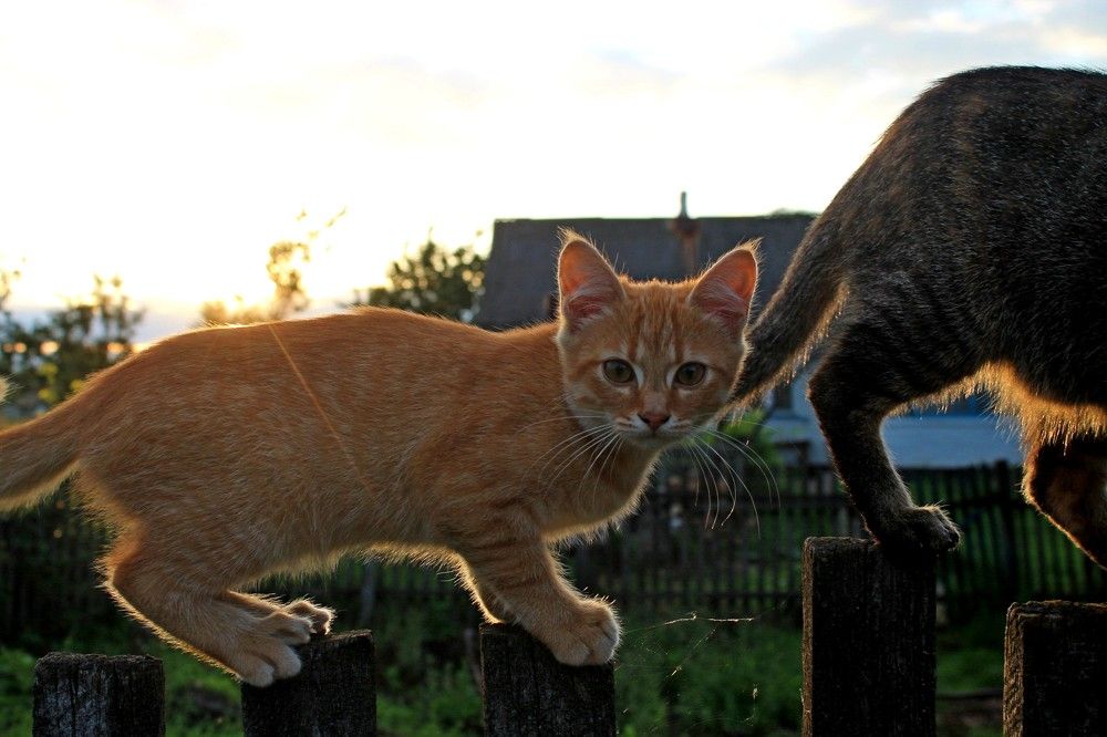 Фотография автора Алла Черноморская