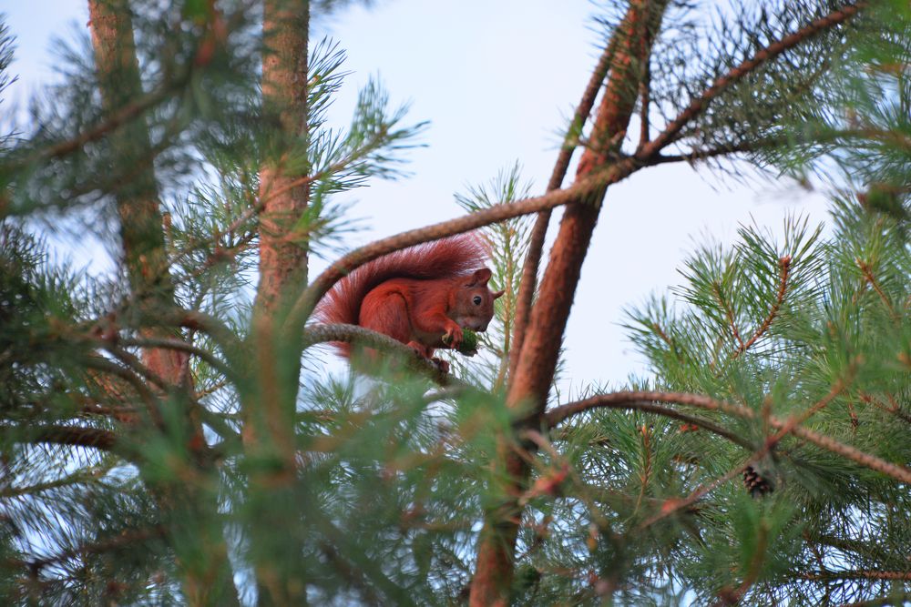 Фотография автора Ольга Круковская
