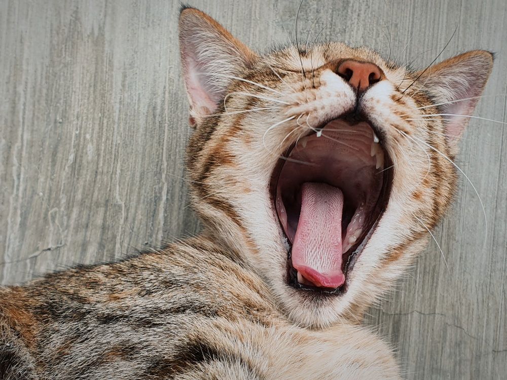 Photograph by RICHARD BRIONES