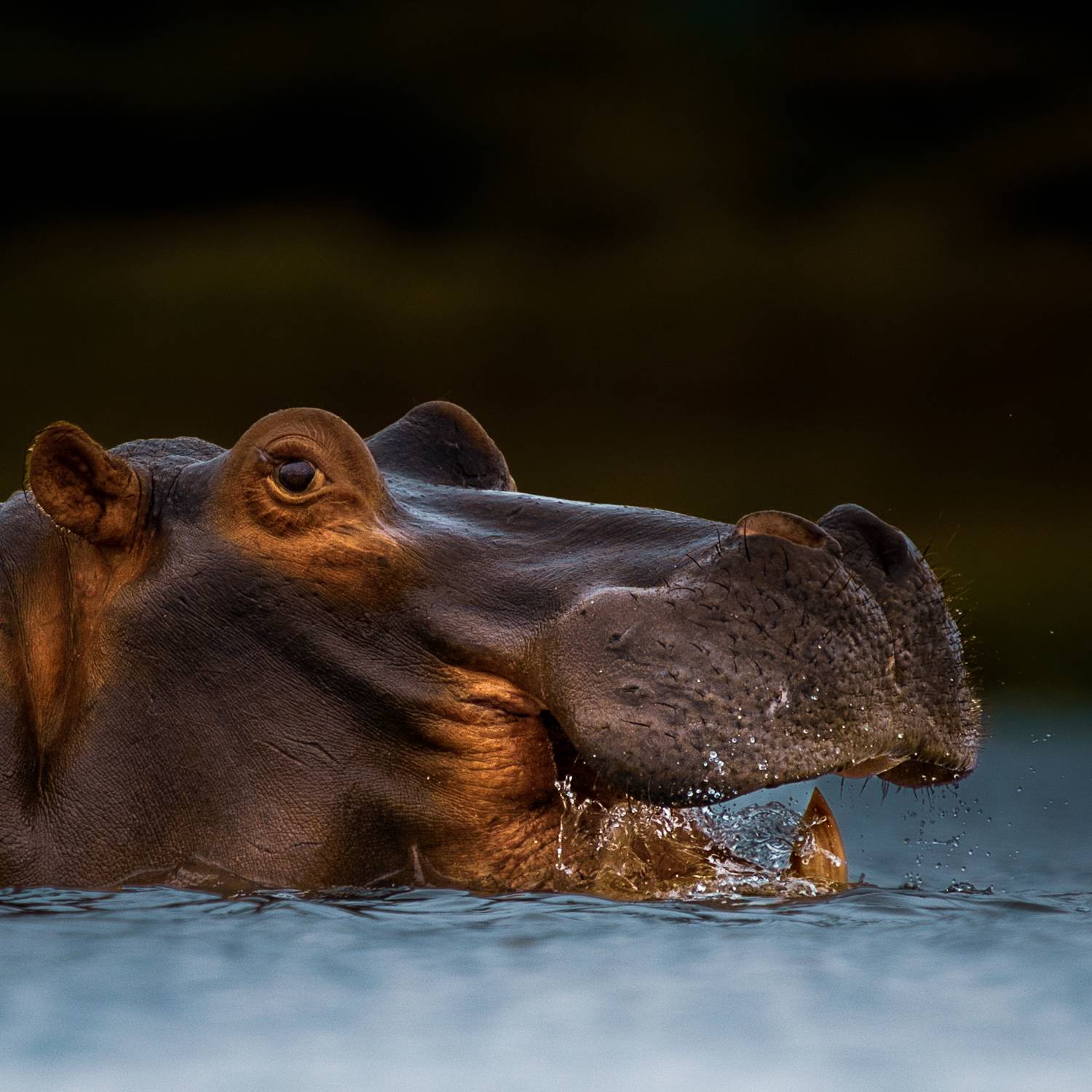 Фотография #8966516