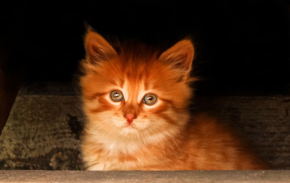 Фотография автора Aleksandra Choporova