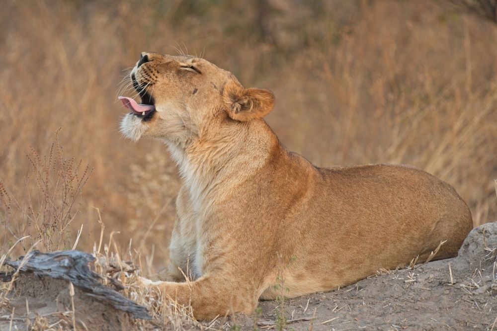 Photograph by Игорь Щербаков