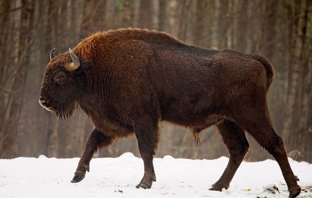 Photograph by Игорь Щербаков