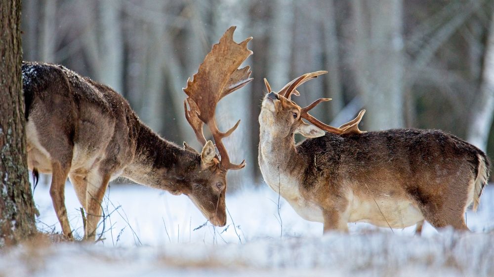 Photograph by Игорь Щербаков