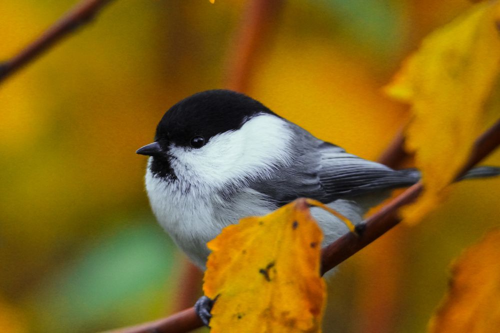 Photograph by Елизавета Цемко